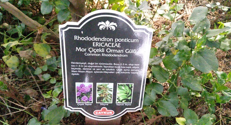 Mor Çiçekli Orman Gülü  Ziraat Botanik Çay Bahçezi